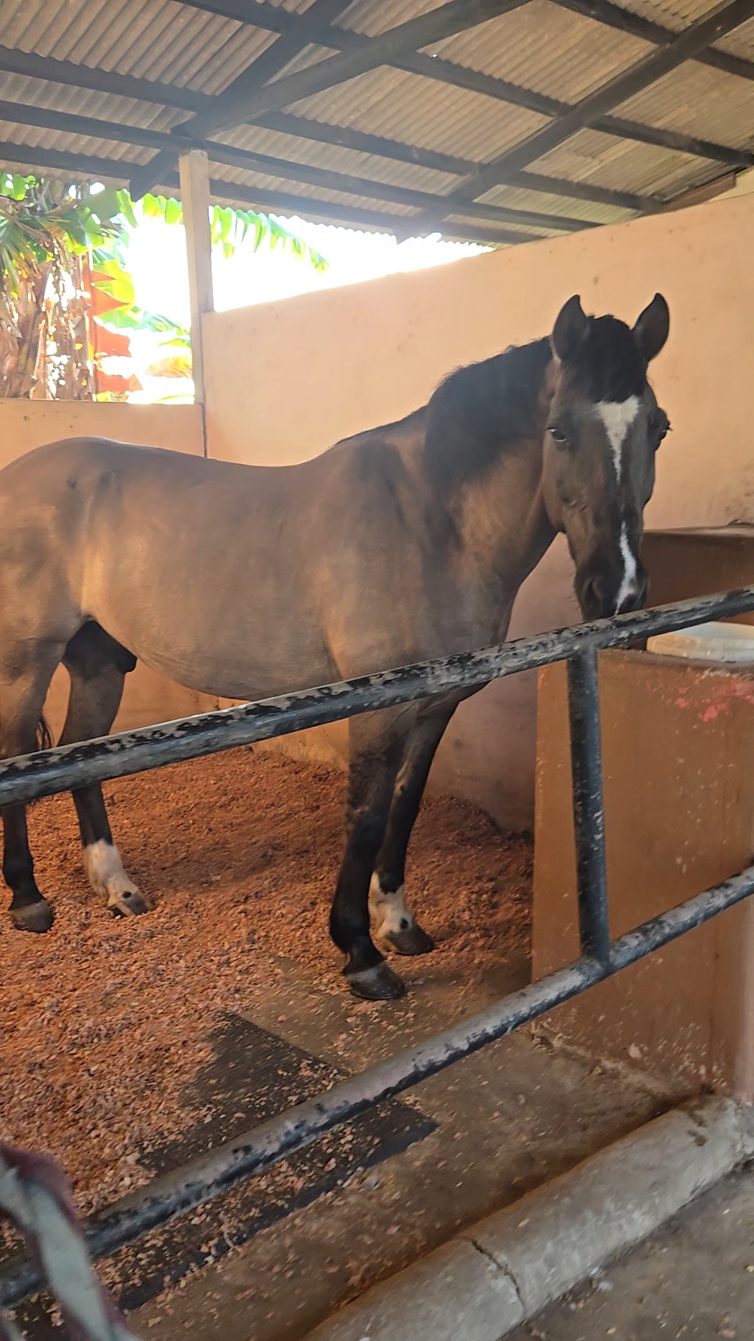 Stables